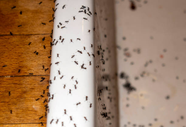 Best Termite Control Services  in Turpin Hills, OH